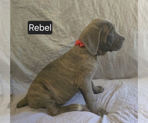 Medium Photo #17 Cane Corso Puppy For Sale in MINERAL WELLS, WV, USA
