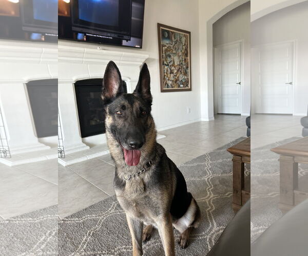 Medium Photo #3 German Shepherd Dog-Unknown Mix Puppy For Sale in McKinney, TX, USA