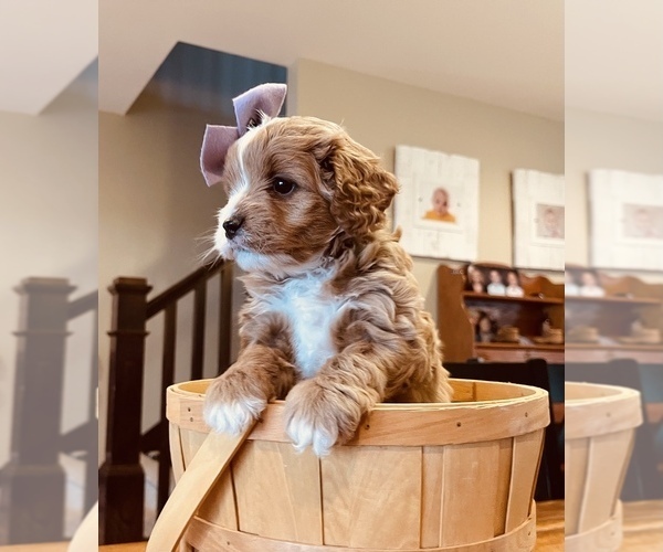 Medium Photo #4 Cavapoo Puppy For Sale in COAL CITY, IN, USA