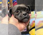 Small Photo #2 Pug-Unknown Mix Puppy For Sale in Lewistown, PA, USA