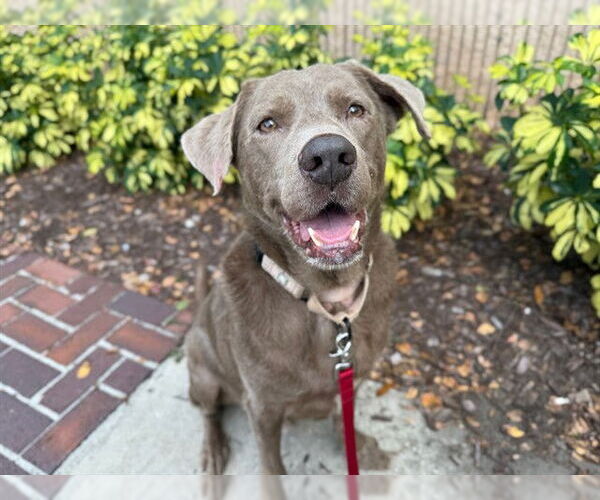 Medium Photo #4 Labrador Retriever Puppy For Sale in Ocala, FL, USA