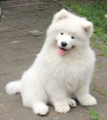 Samoyed Puppy for sale in CULVER CITY, CA, USA