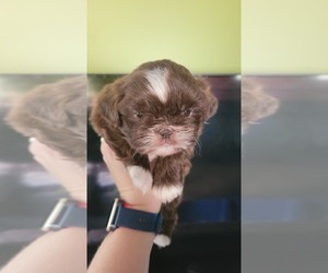 Shih Tzu Litter for sale in EBENSBURG, PA, USA