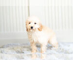 Small #6 Poodle (Toy)