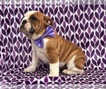 Small Photo #3 Bulldog Puppy For Sale in CLAY, PA, USA
