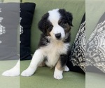 Small Photo #24 Miniature Australian Shepherd Puppy For Sale in LA CANADA FLINTRIDGE, CA, USA