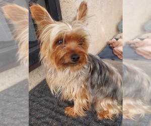 Mother of the Yorkshire Terrier puppies born on 05/26/2025