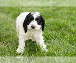Small #2 Cockapoo (Miniature)