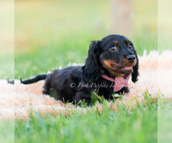 Medium Photo #49 Dachshund Puppy For Sale in WARSAW, IN, USA