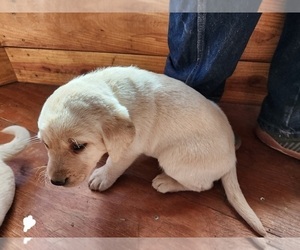 Medium Labrador Retriever