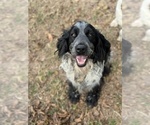 Small Photo #1 English Springer Spaniel Puppy For Sale in MILAN, GA, USA