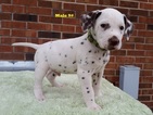 Small Photo #4 Dalmatian Puppy For Sale in ELKMONT, AL, USA