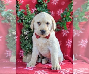 Labrador Retriever Puppy for sale in CHRISTIANA, PA, USA