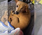 Small #1 Chihuahua