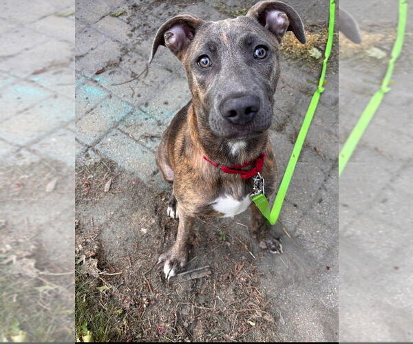 Medium Photo #14 Bull Terrier-Unknown Mix Puppy For Sale in Oak Bluffs, MA, USA
