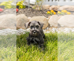 Small Photo #40 Schnauzer (Miniature) Puppy For Sale in MILLERSBURG, IN, USA