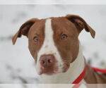 Small #7 American Pit Bull Terrier-Pointer Mix