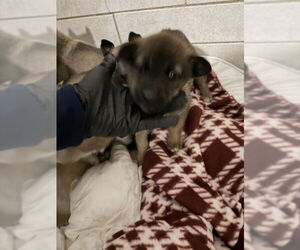 Gerberian Shepsky Dogs for adoption in Stockton, CA, USA