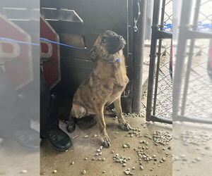 German Shepherd Dog-Unknown Mix Dogs for adoption in Waco, TX, USA