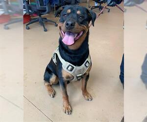 Rottweiler-Unknown Mix Dogs for adoption in Chula Vista, CA, USA