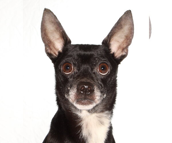 Medium Photo #1 Chihuahua Puppy For Sale in Oakland Park, FL, USA