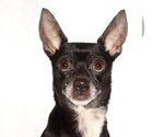 Small Chihuahua