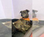 Small Photo #1 Chihuahua-Unknown Mix Puppy For Sale in Charlottesville, VA, USA
