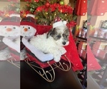 Puppy Cowboy Poodle (Toy)