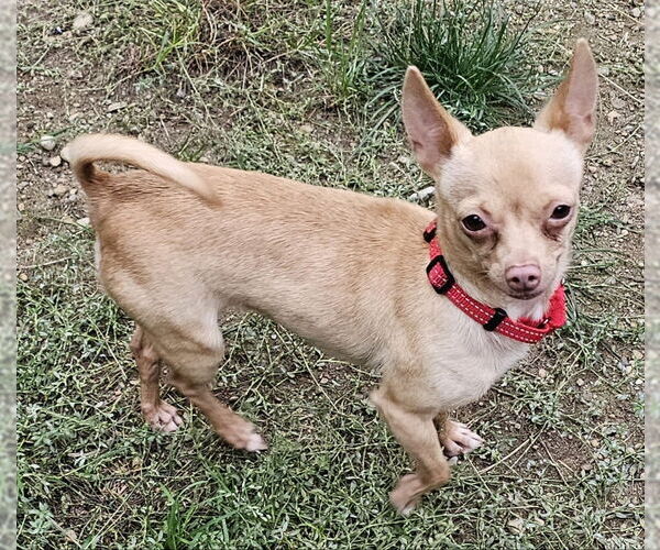 Medium Photo #6 Chihuahua Puppy For Sale in Olalla, WA, USA
