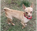 Small #5 Chihuahua