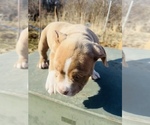 Small #1 American Bully