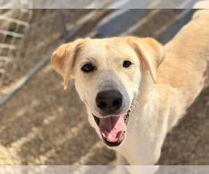 Great Pyrenees-Unknown Mix Dogs for adoption in Coldwater, MI, USA