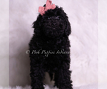 Small Photo #17 Goldendoodle (Miniature) Puppy For Sale in WARSAW, IN, USA