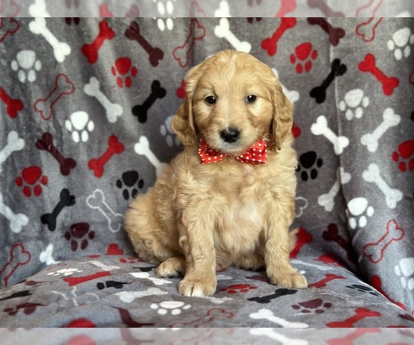 Medium Photo #1 Goldendoodle Puppy For Sale in LAKELAND, FL, USA
