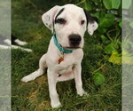 Small #4 American Staffordshire Terrier-Great Pyrenees Mix