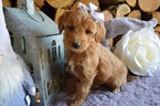 Small #4 Doodle-Goldendoodle Mix
