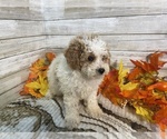 Small #4 Cavapoo