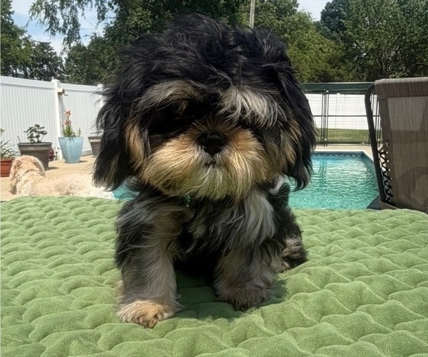 Medium Photo #1 Shih Tzu Puppy For Sale in BURLINGTON, NC, USA