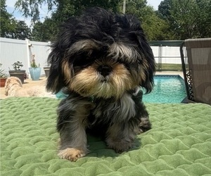 Shih Tzu Puppy for sale in BURLINGTON, NC, USA