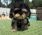 Image preview for Ad Listing. Nickname: Dobie Male
