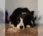 Small #2 Border Collie