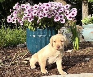 Labrador Retriever Puppy for sale in CHEHALIS, WA, USA