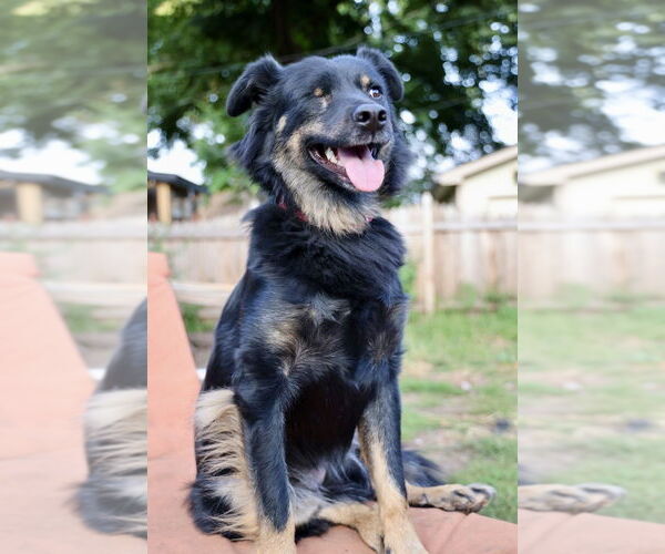 Medium Photo #7 Australian Shepherd-Unknown Mix Puppy For Sale in Andover, MN, USA