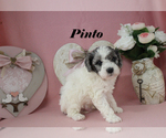 Pinto - Male Poodle (Toy) Puppy for Sale - Photo #11