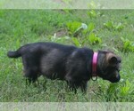 Small #2 German Shepherd Dog