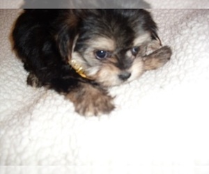 YorkiePoo Puppy for Sale in JACKSON, Mississippi USA