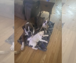 Boxer Puppy for sale in TURNER, MI, USA