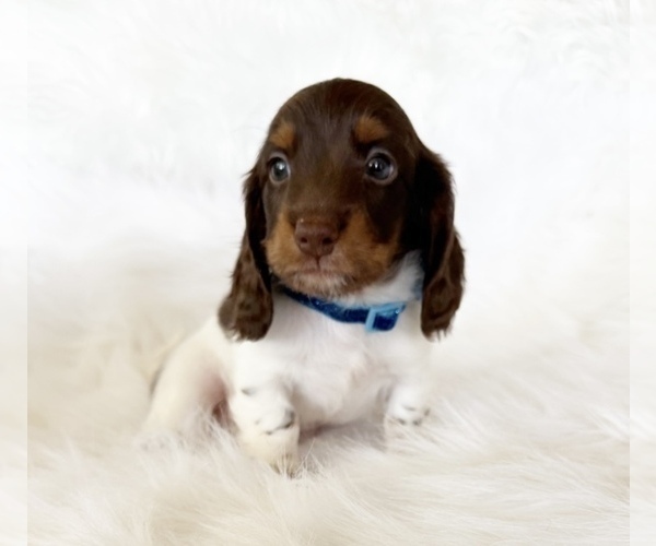 Medium Photo #2 Dachshund Puppy For Sale in DAVIS, CA, USA