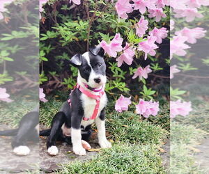 American Pit Bull Terrier-Unknown Mix Dogs for adoption in Boston, MA, USA