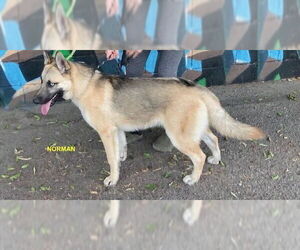 NORMAN - Male Siberian Husky-Unknown Mix Dog for Adoption - Photo #4